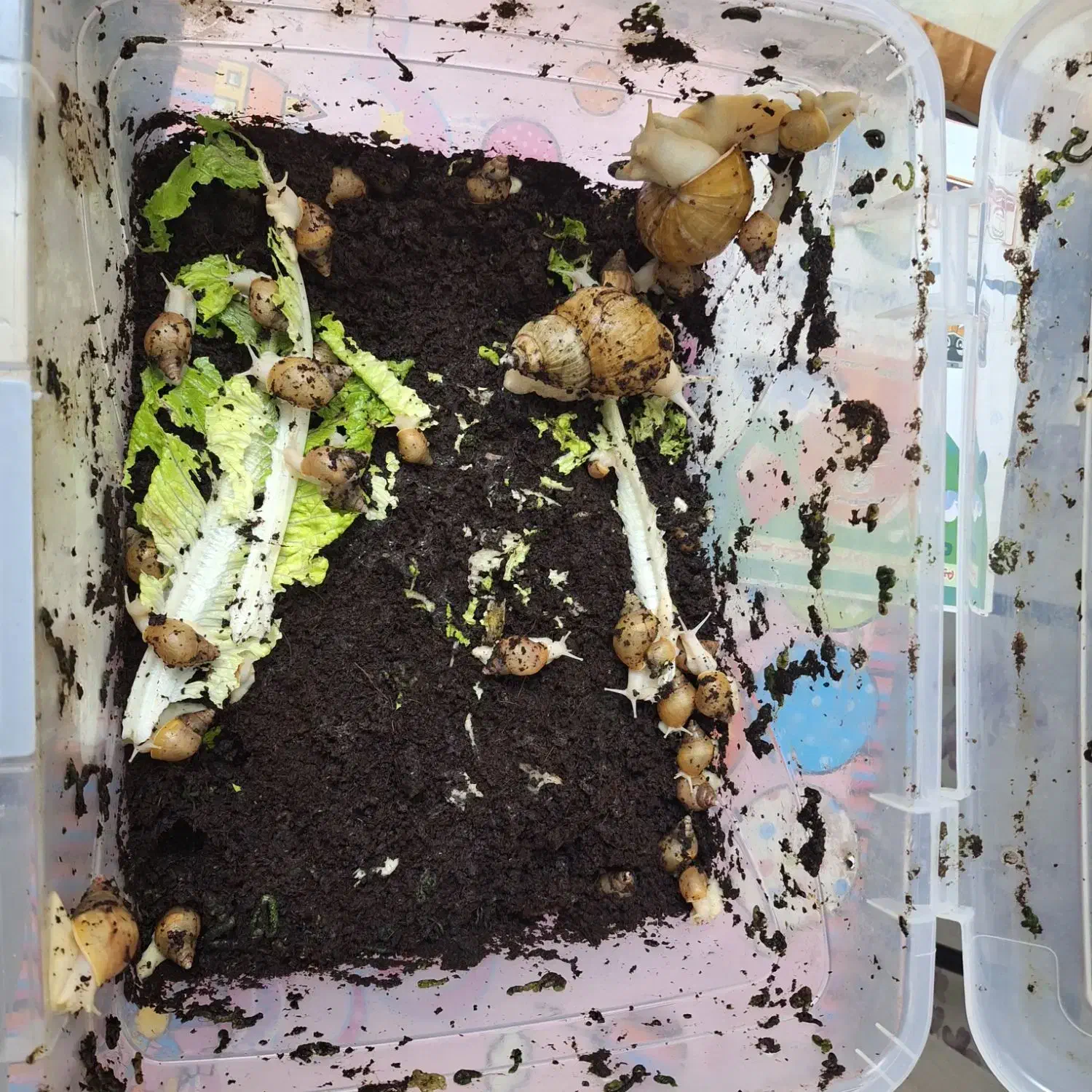 حلزون|خزنده|تهران, تهرانپارس غربی|دیوار