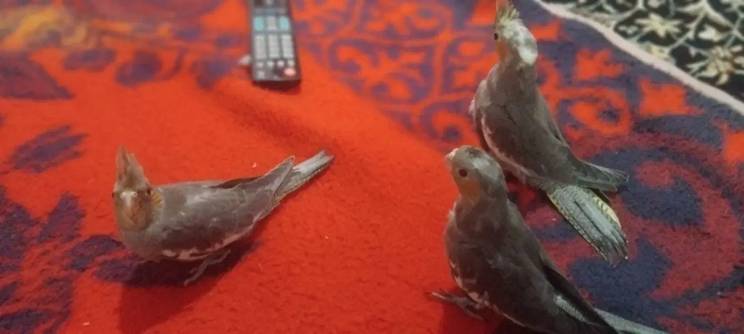 عروس هلندی  ۲ماهه دون خور دست آموز|پرنده|نقده, |دیوار