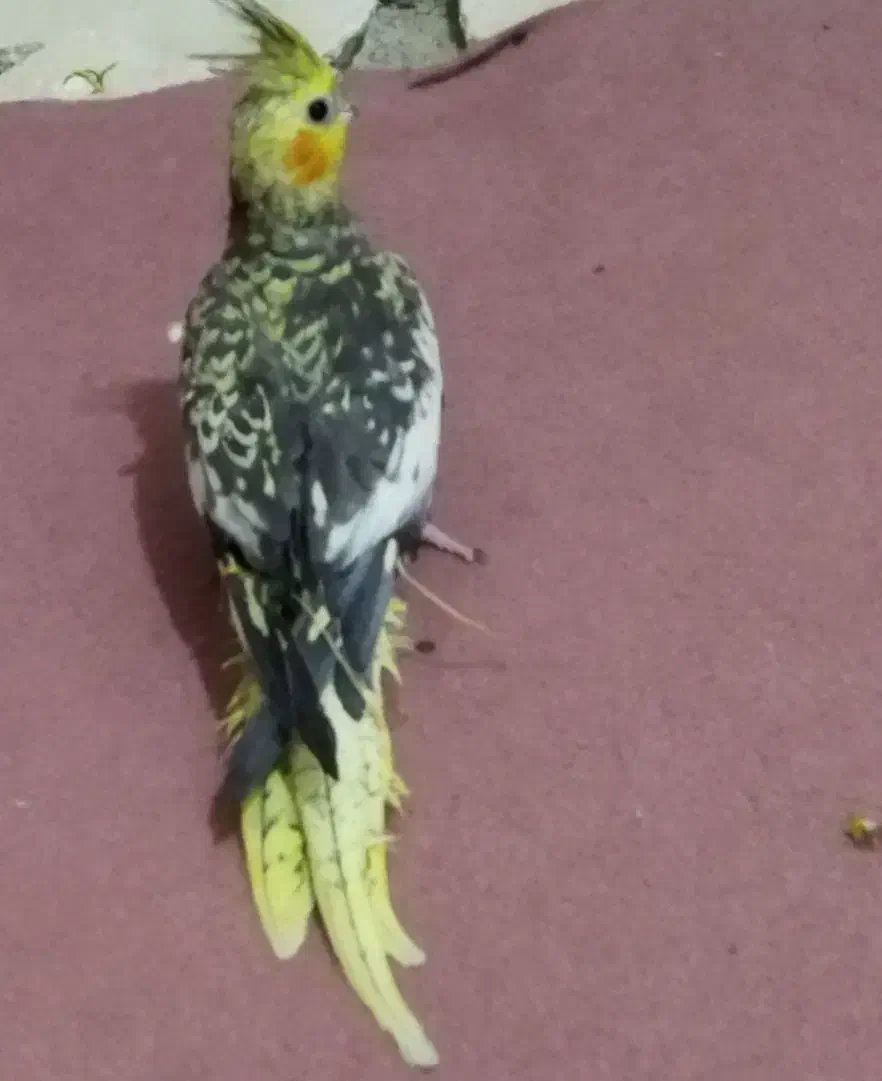 فروش پرنده عروس|پرنده|چهارباغ, |دیوار