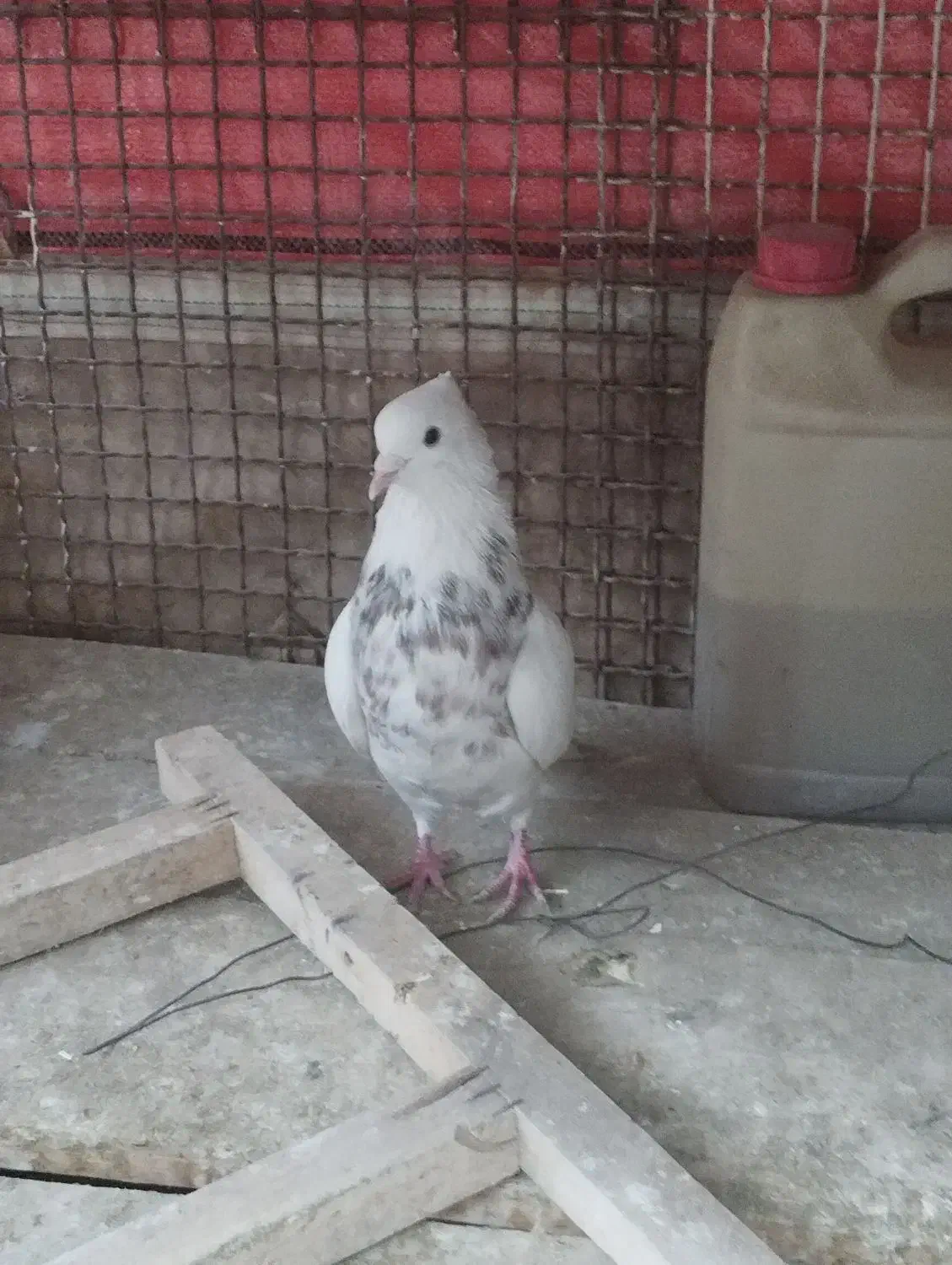 کبوتر رنگی طوقی|پرنده|لنجان, |دیوار