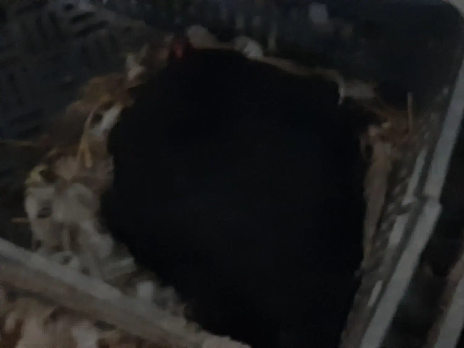 مرغ کرچ|حیوانات مزرعه|قائم‌شهر, |دیوار