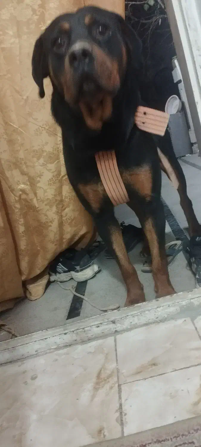 واگذاری سگ روتوایلر|سگ|صباشهر, |دیوار