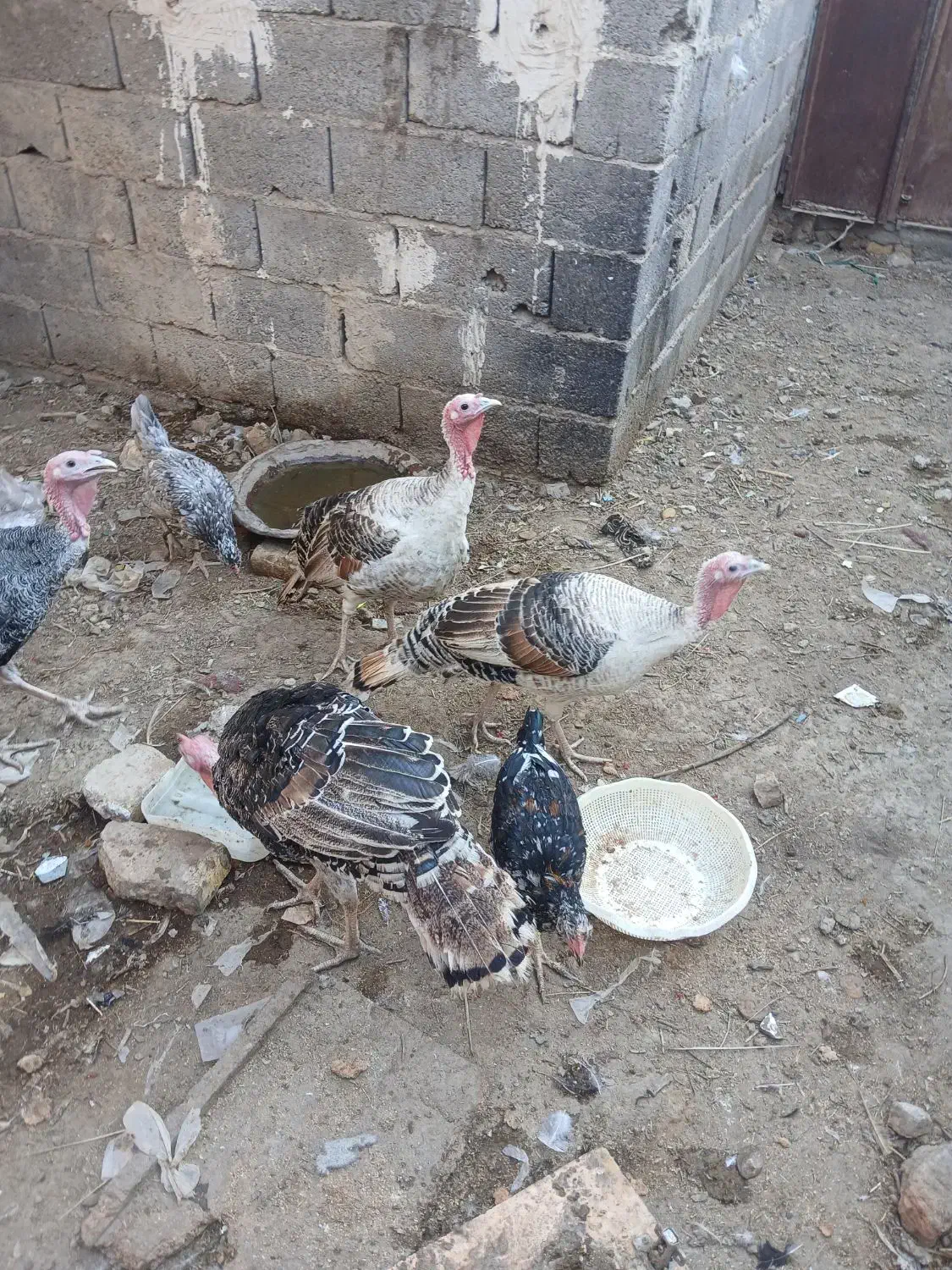 بقلمون نر ماده|حیوانات مزرعه|زابل, |دیوار