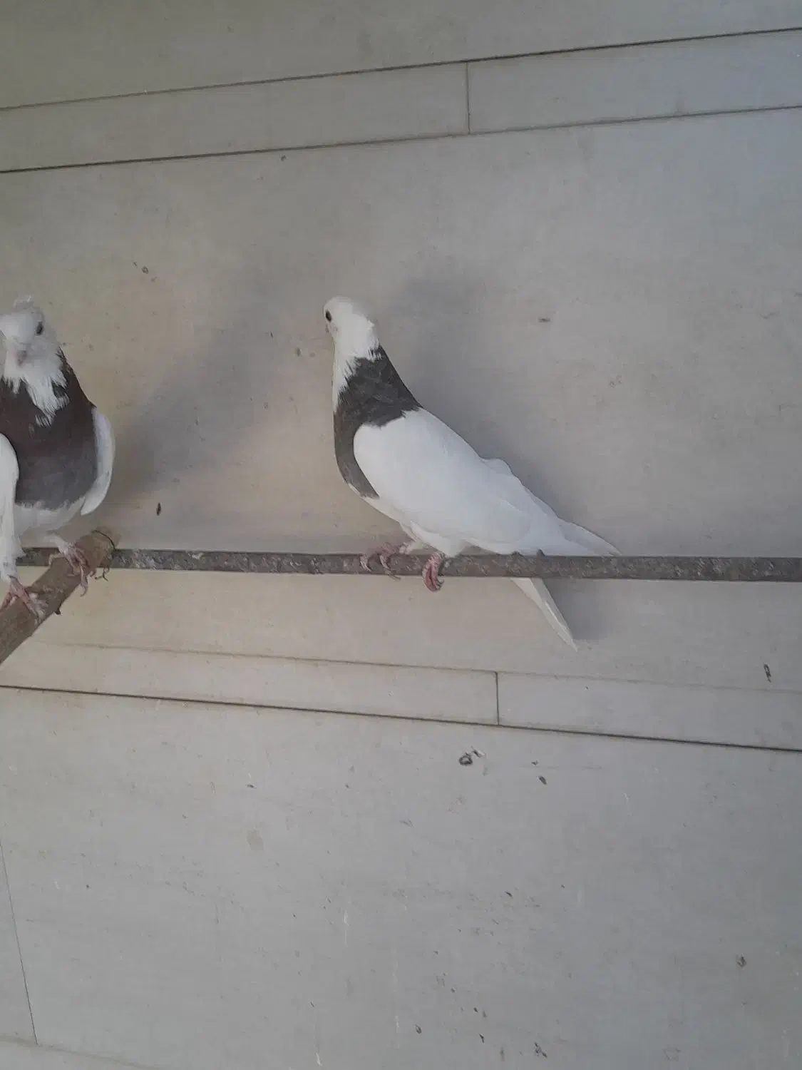 کبوتر جوان|پرنده|استهبان, |دیوار