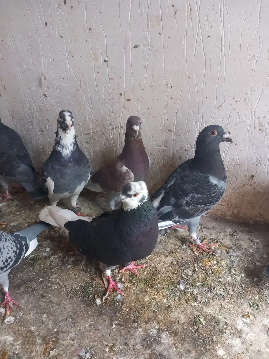 کبوتر دورگ|پرنده|سرخنکلاته, |دیوار