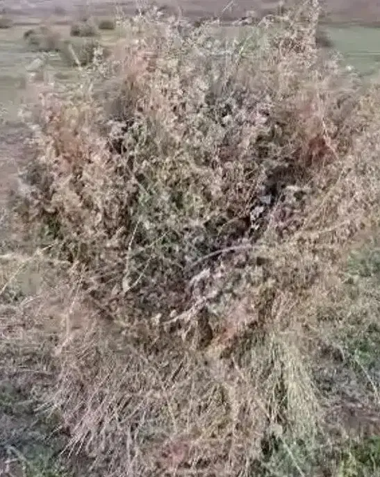 یونجه|حیوانات مزرعه|سراب, |دیوار