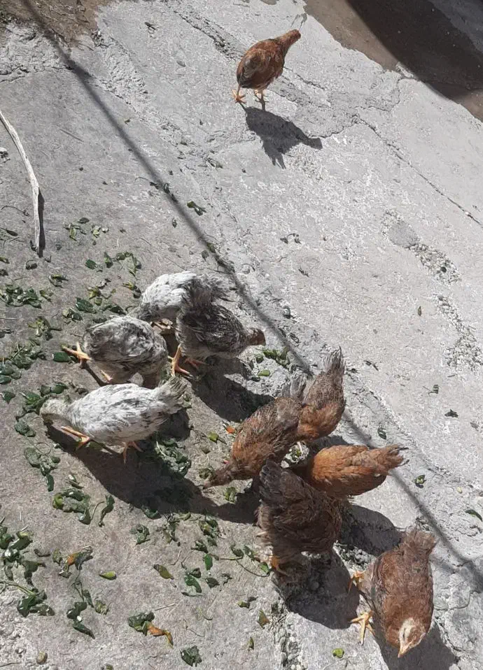 جوجه 3ماهه|حیوانات مزرعه|مسجد سلیمان, |دیوار