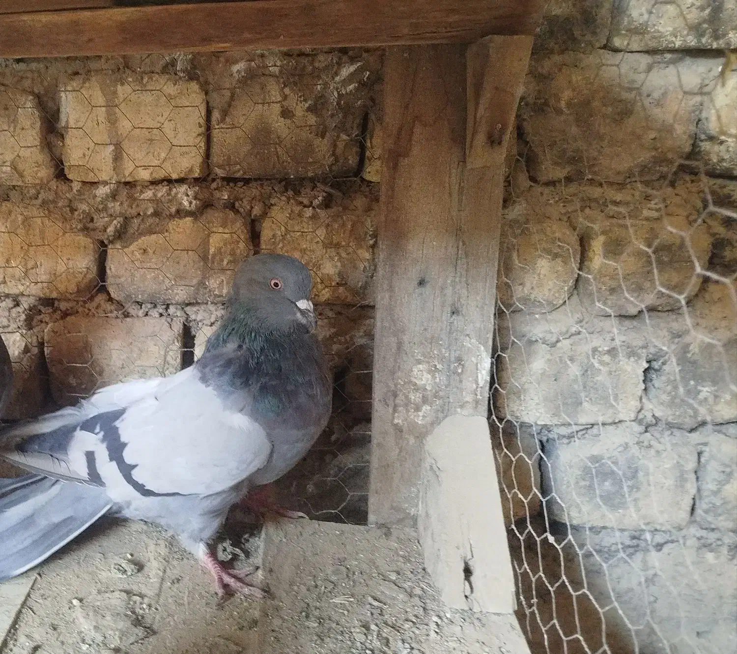 کبوتر اصفهانی|پرنده|برخوار, |دیوار