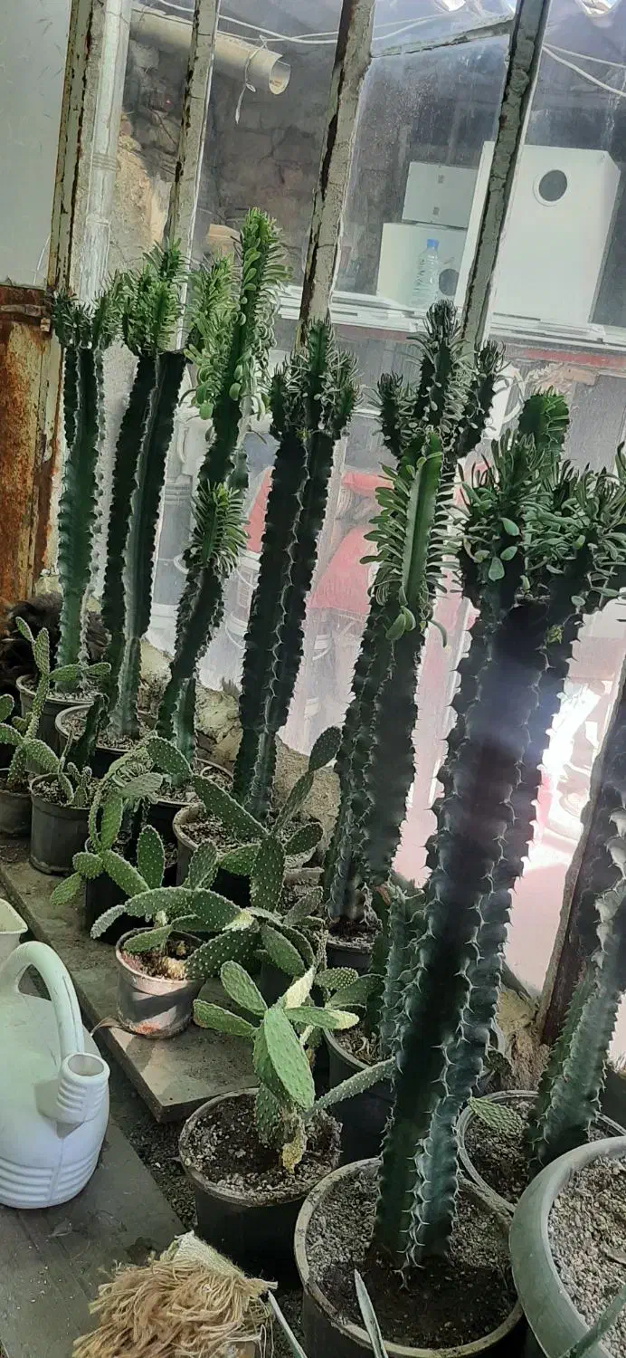 کاکتوس|گل و گیاه طبیعی|مشهد, سجادیه|دیوار