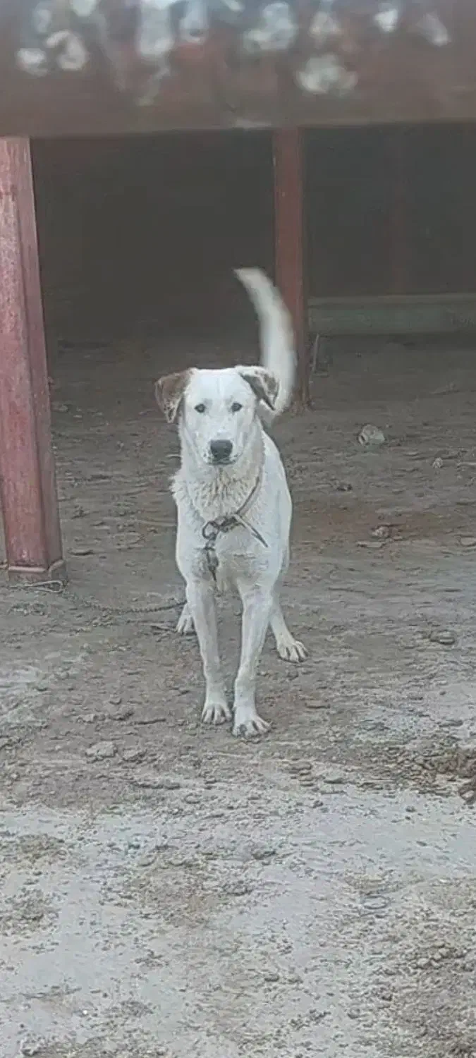 توله پژدر|سگ|قم, جاده معدن|دیوار