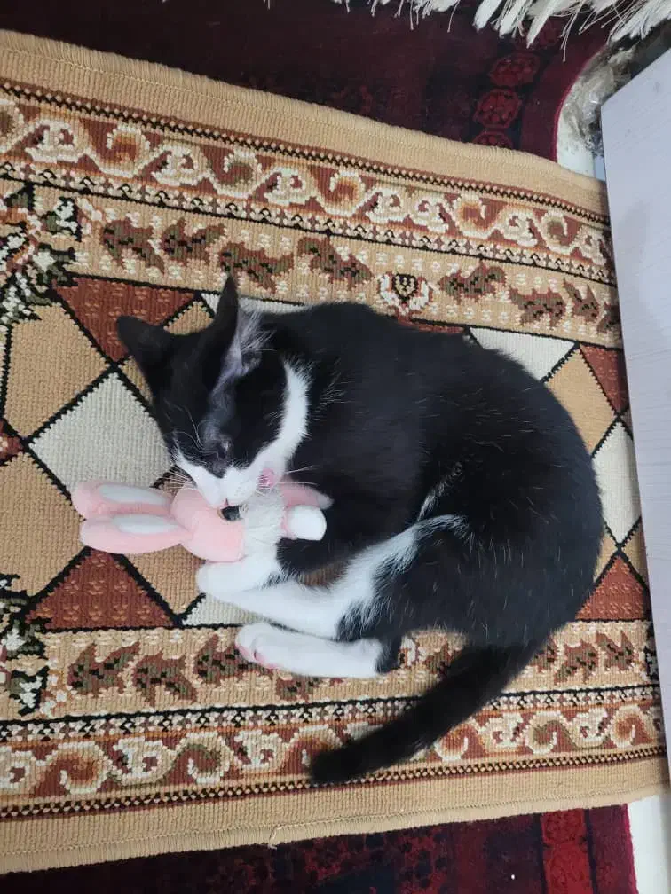 واگذاری گربه رایگان|گربه|مشهد, فرهنگیان (شهرک غرب)|دیوار