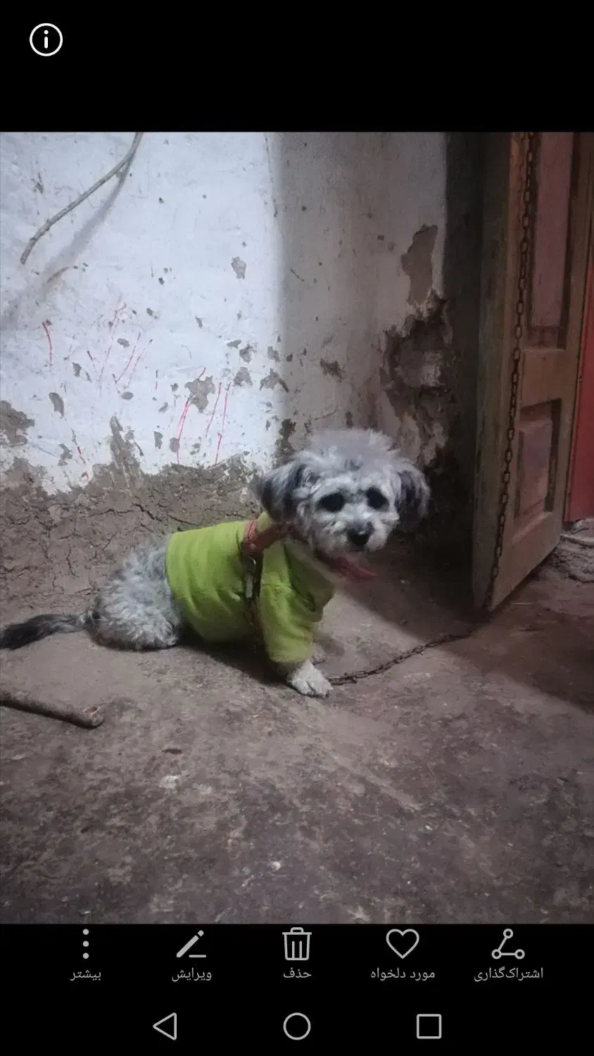 ماده‌ شیتزو کراس|سگ|گرگان, |دیوار