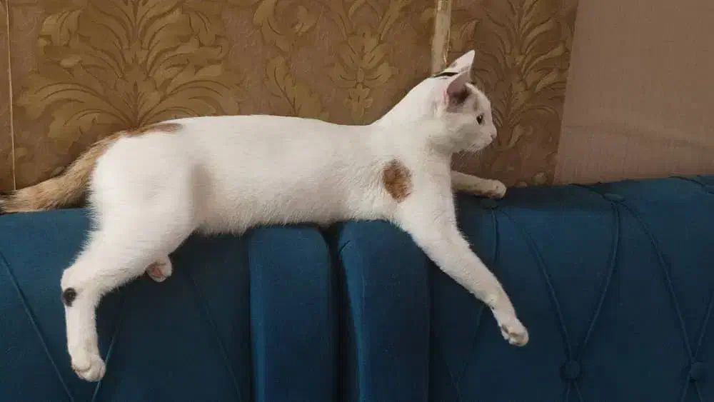 گربه ماده واکسن زده|گربه|قم, زنبیل آباد|دیوار