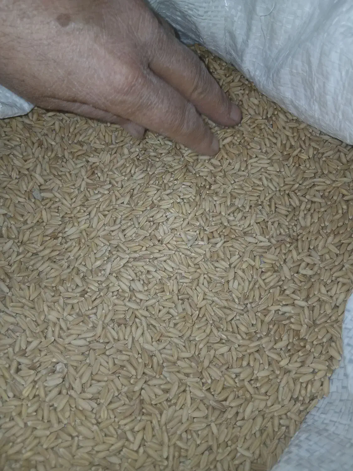 گندم|حراج|کمیجان, |دیوار