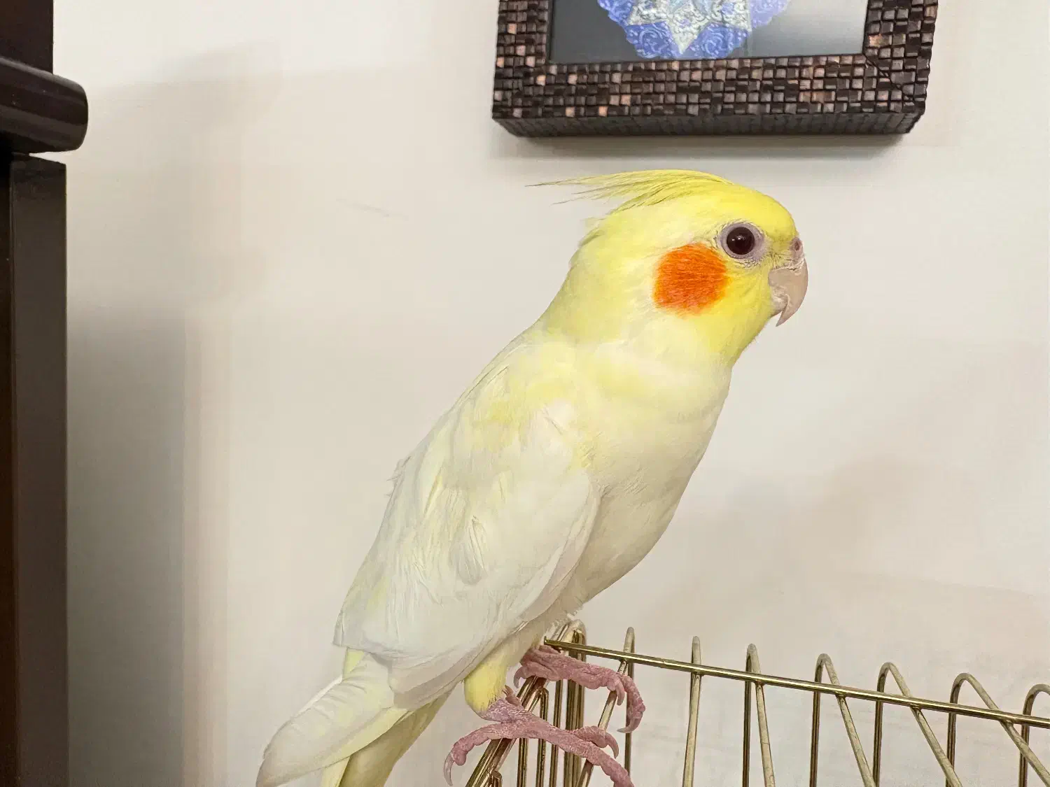 عروس هلندی لوتینو|پرنده|کرج, برغان|دیوار