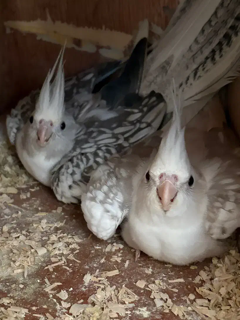 عروس هلندی|پرنده|قشم, |دیوار