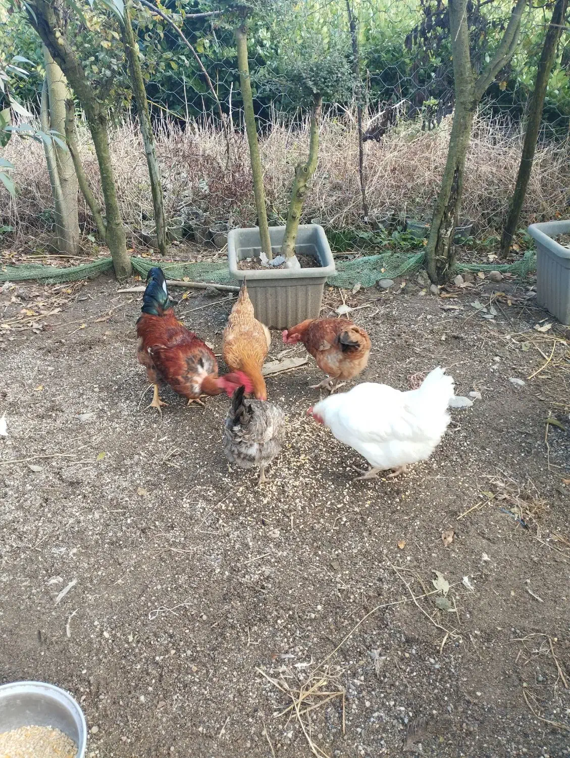 فروش مرغ و خروس محلی|حیوانات مزرعه|تنکابن, |دیوار