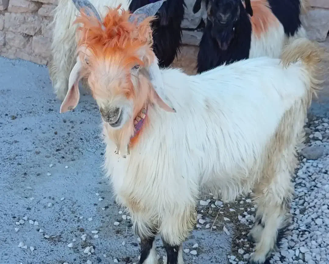 فروش بیگ تخمی|حیوانات مزرعه|ایذه, |دیوار