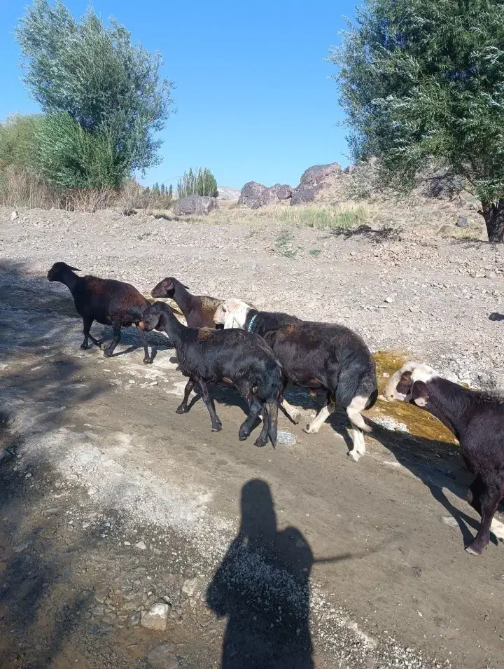 قوچ افشاری|حیوانات مزرعه|آزادشهر, |دیوار