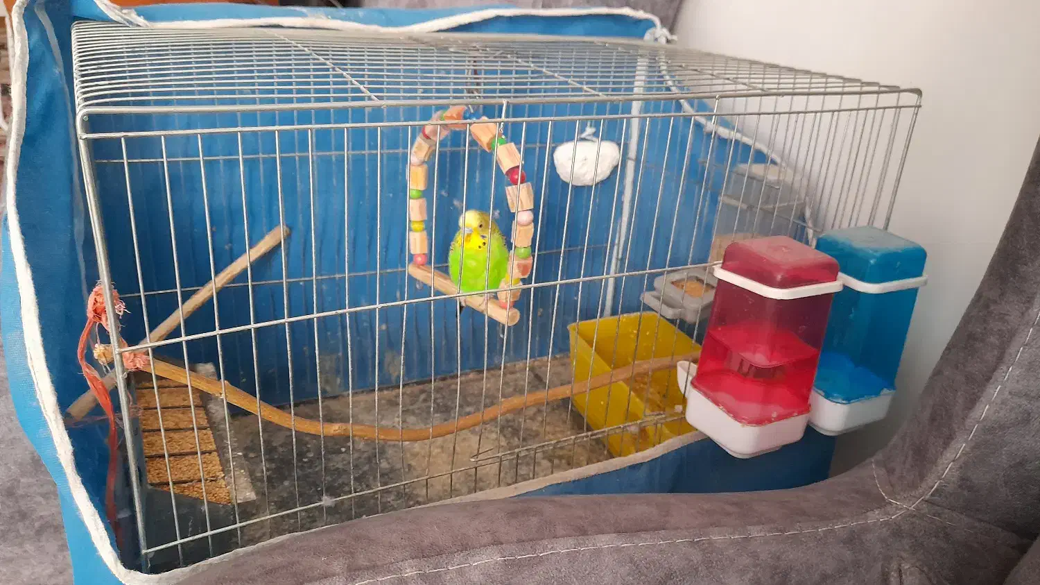 مرغ عشق نر بالغ|پرنده|فردیس, نگارستان|دیوار