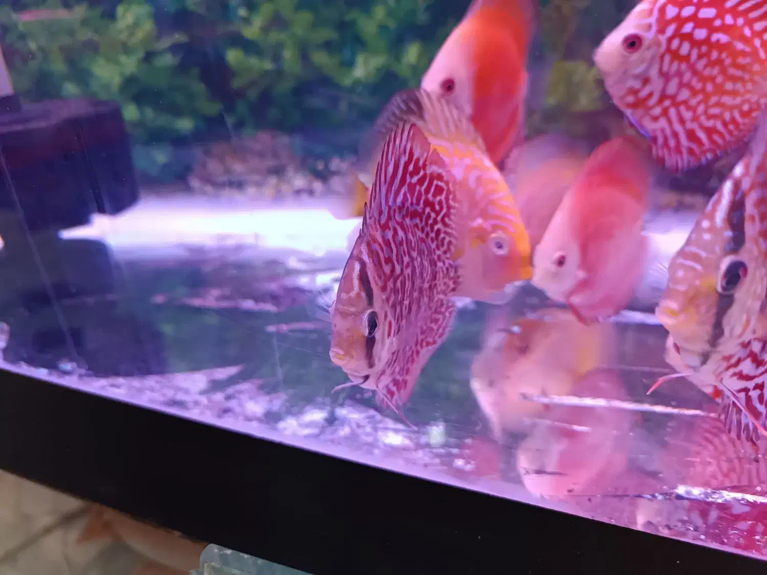 دیسکس|ماهی|اردبیل, |دیوار