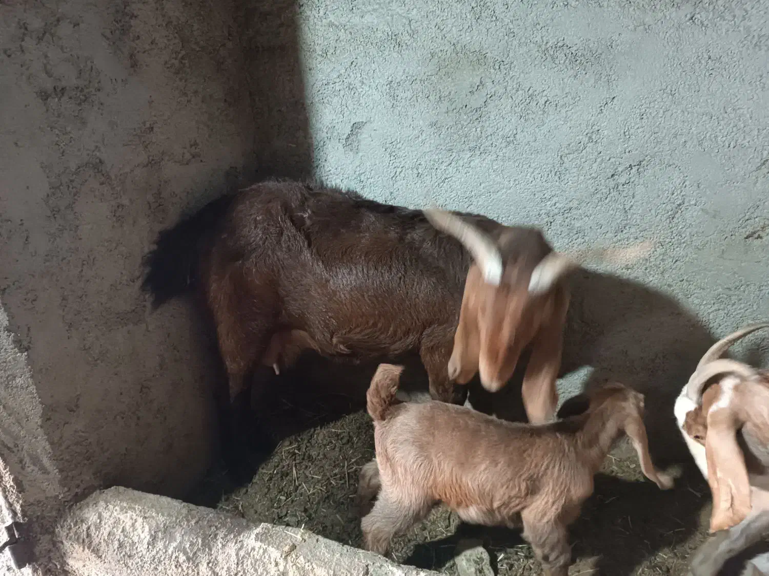 فروش میش و بز|حیوانات مزرعه|سمنان, |دیوار