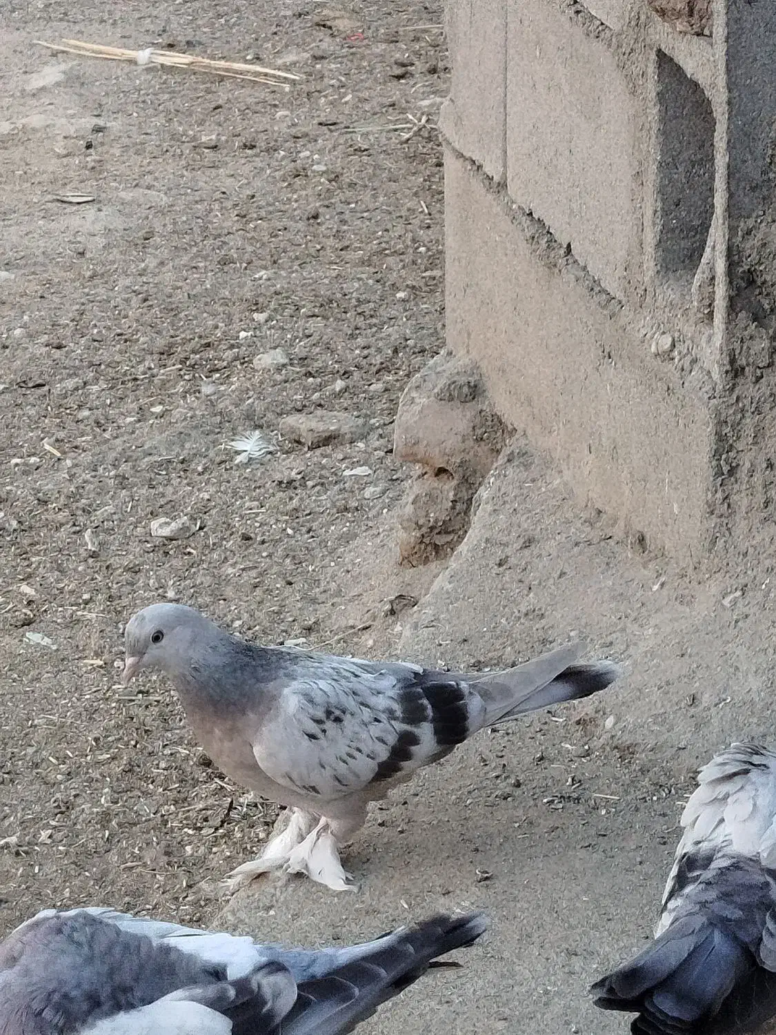 ابلاغ یا شازده ترکیه|پرنده|میاندوآب, |دیوار