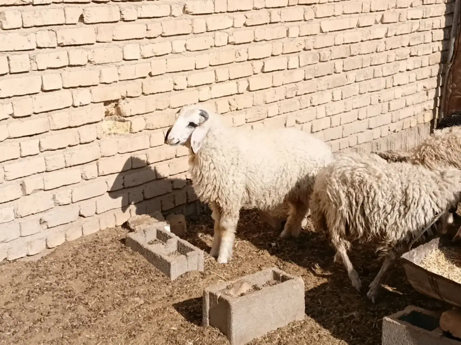 فروش ۱۵ راس بره عربی صادراتی نر|حیوانات مزرعه|طسوج, |دیوار