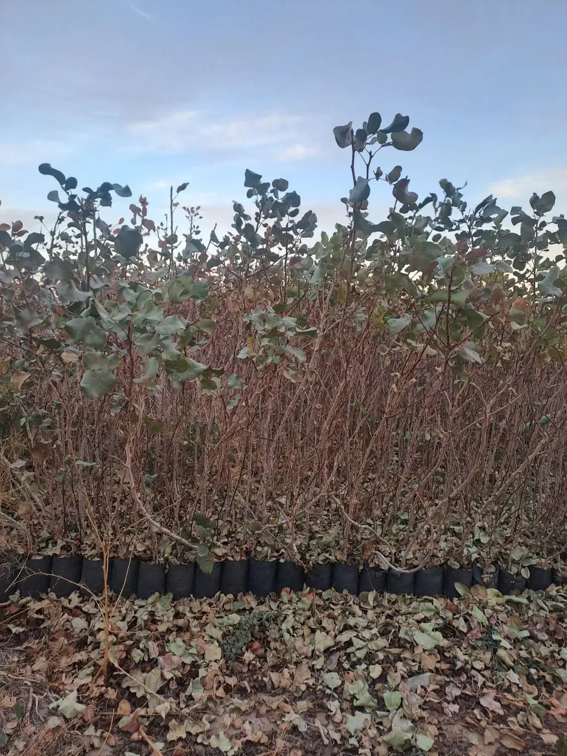 نهال پسته موحد|خدمات باغبانی و درختکاری|مهریز, |دیوار