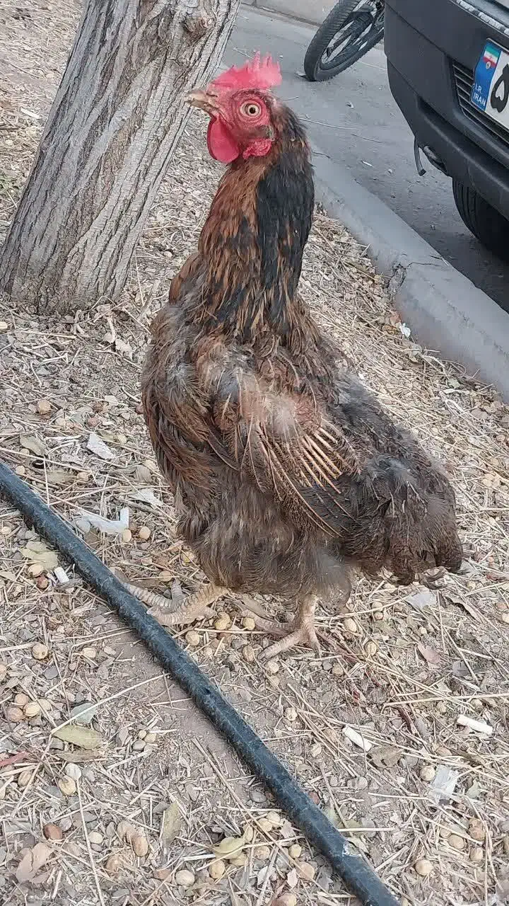 لاری|حیوانات مزرعه|قم, پردیسان|دیوار