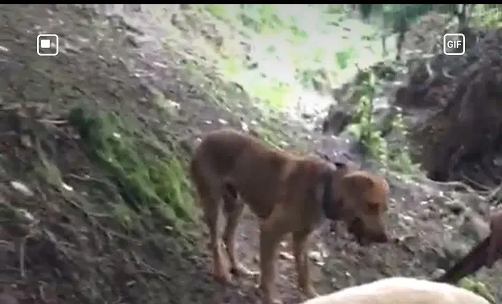 سگ گرازی|سگ|احمدسرگوراب, |دیوار