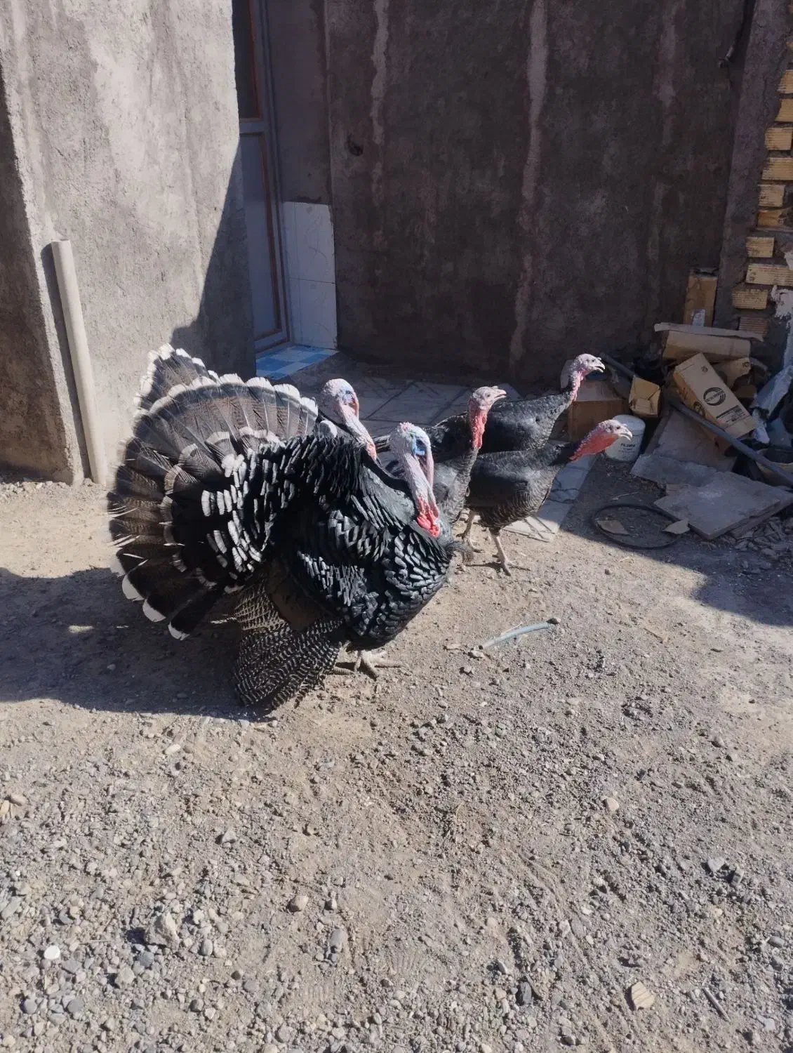 بوقلمون|حیوانات مزرعه|بم, |دیوار