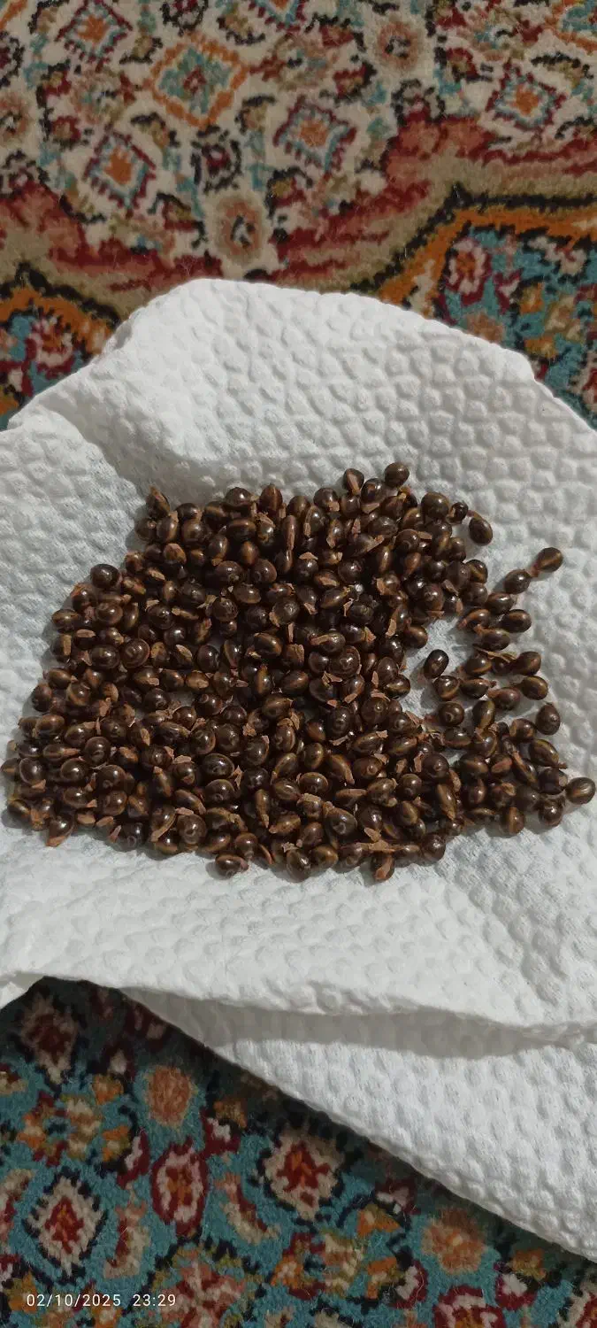 بذر آکاسیا ویکتوریا|خدمات باغبانی و درختکاری|لامرد, |دیوار