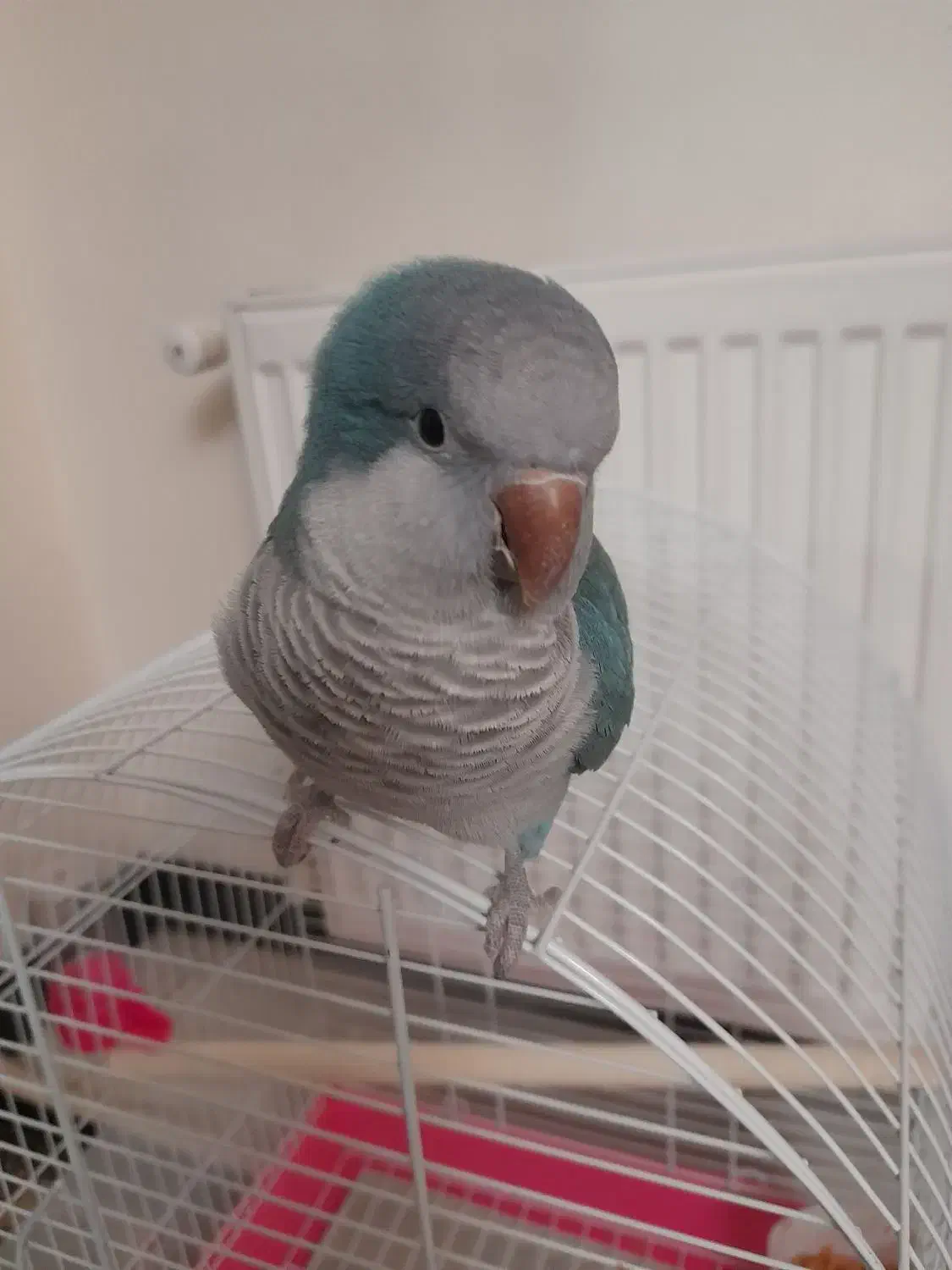 طوطی راهب شیطوون|پرنده|اندیشه, شهرک المهدی|دیوار