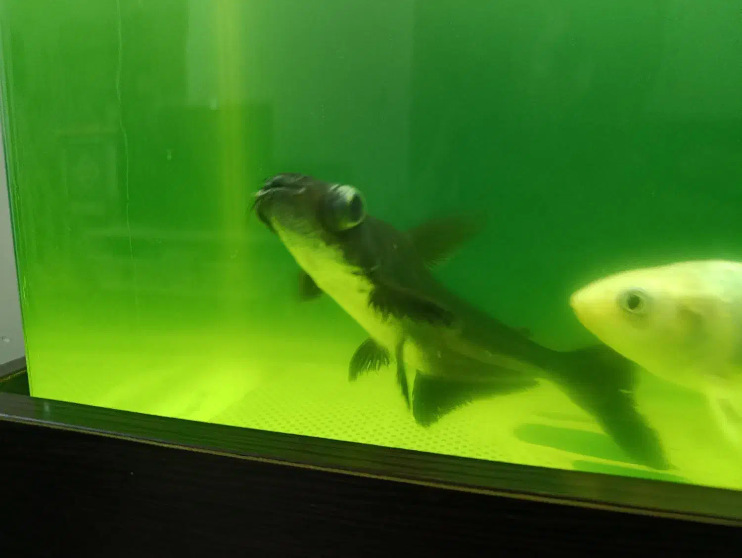 ماهی کوسی و۱عدد ماهی کوی|ماهی|ری, تقی آباد|دیوار