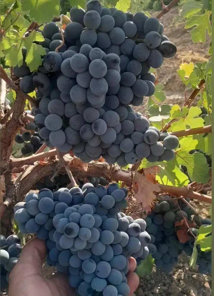 انگور دیمی کردستان|خوردنی و آشامیدنی|سروآباد, |دیوار