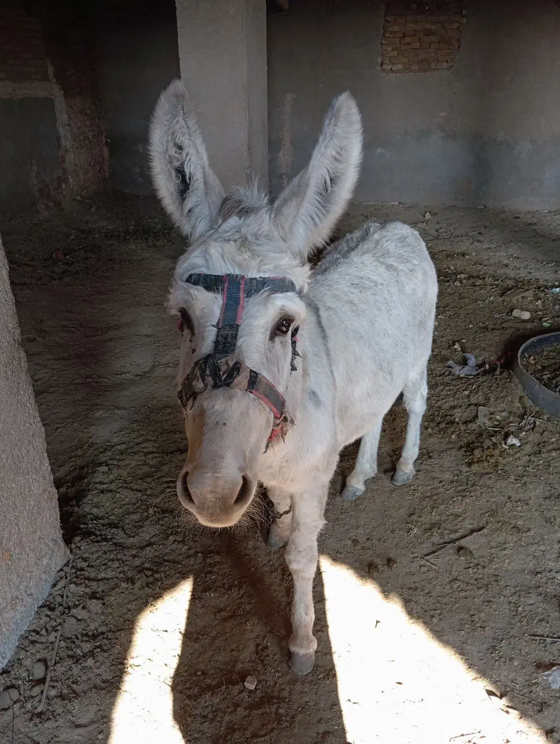 الاغ|حیوانات مزرعه|سبزوار, فیاض|دیوار