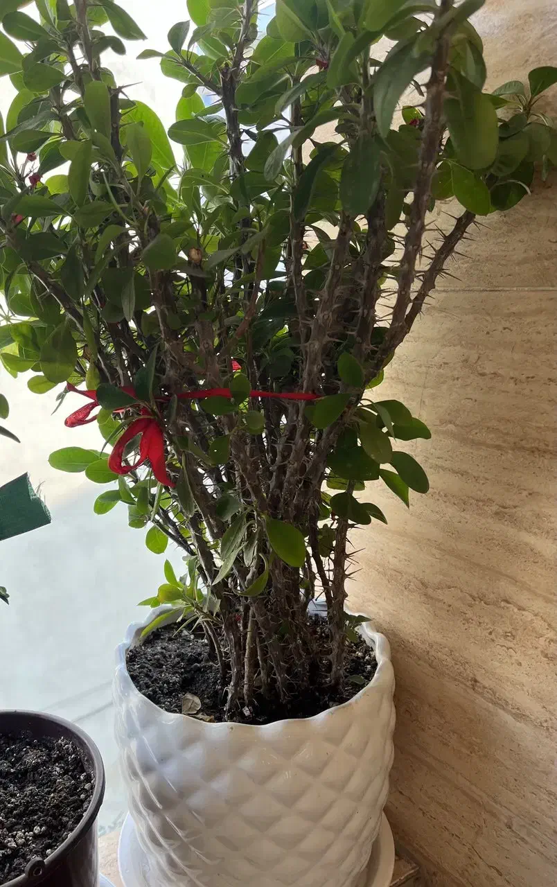 ۱۵ تا گل و گلدان|گل و گیاه طبیعی|رشت, جهاد|دیوار