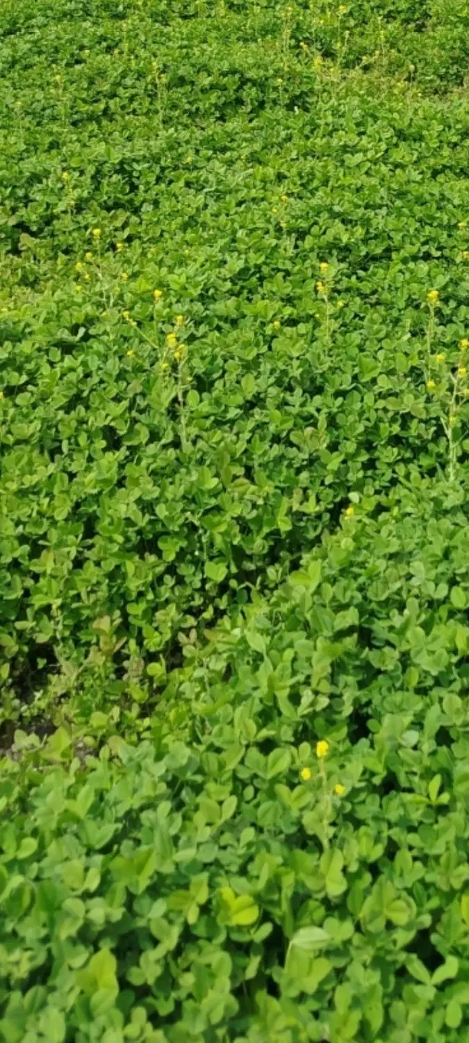 شبدر|خوردنی و آشامیدنی|بیستون, |دیوار