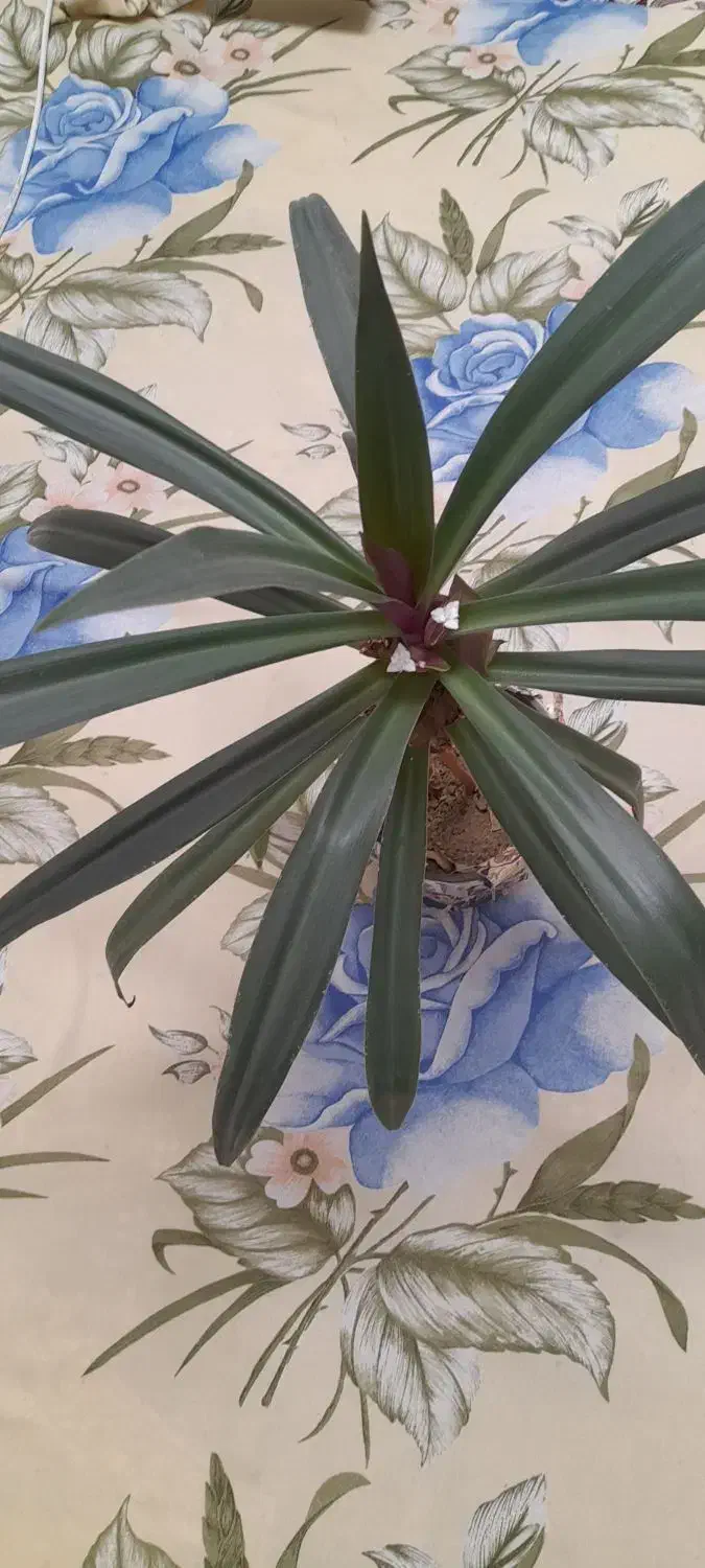 گل زیبا و سرحال|گل و گیاه طبیعی|کنگاور, |دیوار