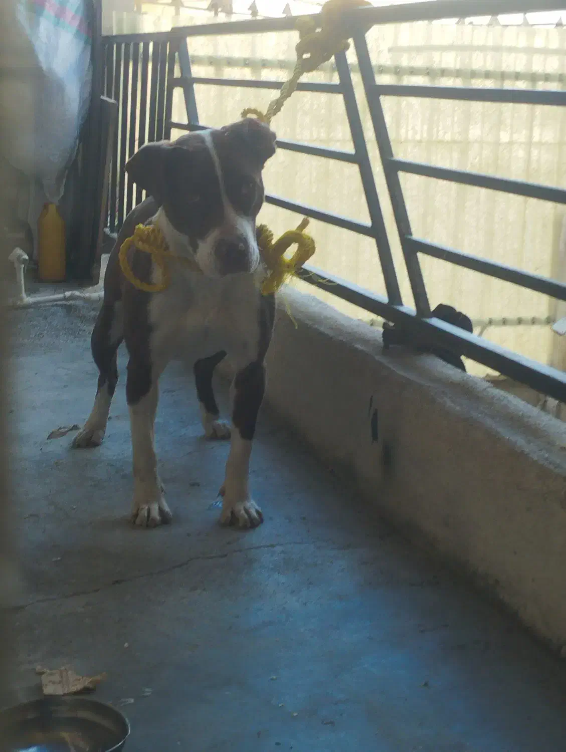 سگ .|سگ|کرمانشاه, |دیوار