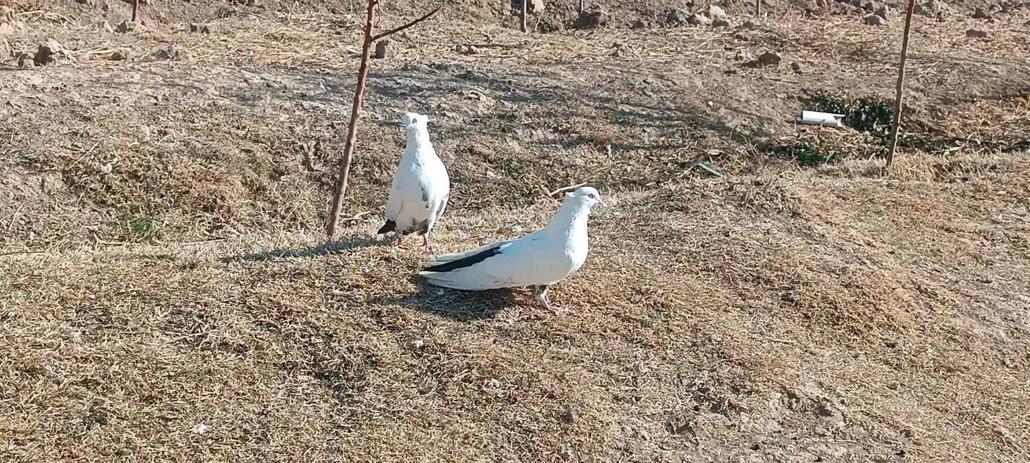 کبوتر دمبی|پرنده|مرند, |دیوار