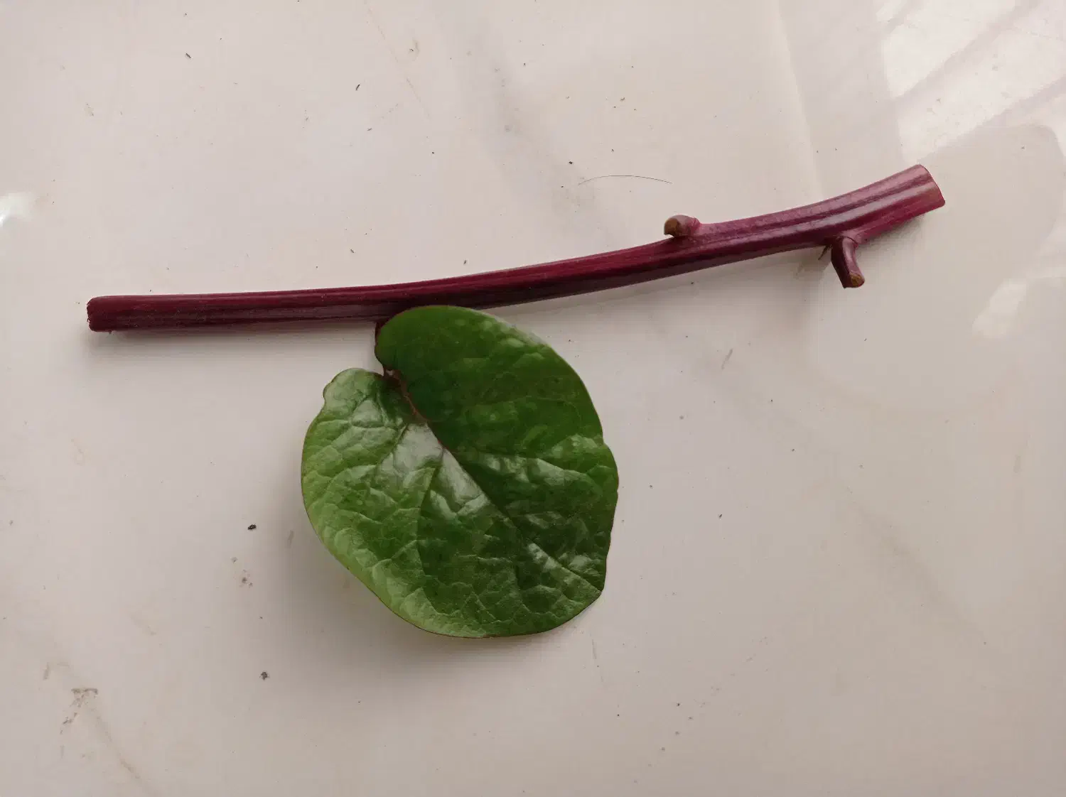 قلمه گل لوبیا سحرآمیز|گل و گیاه طبیعی|اصفهان, شهرک مهدیه|دیوار