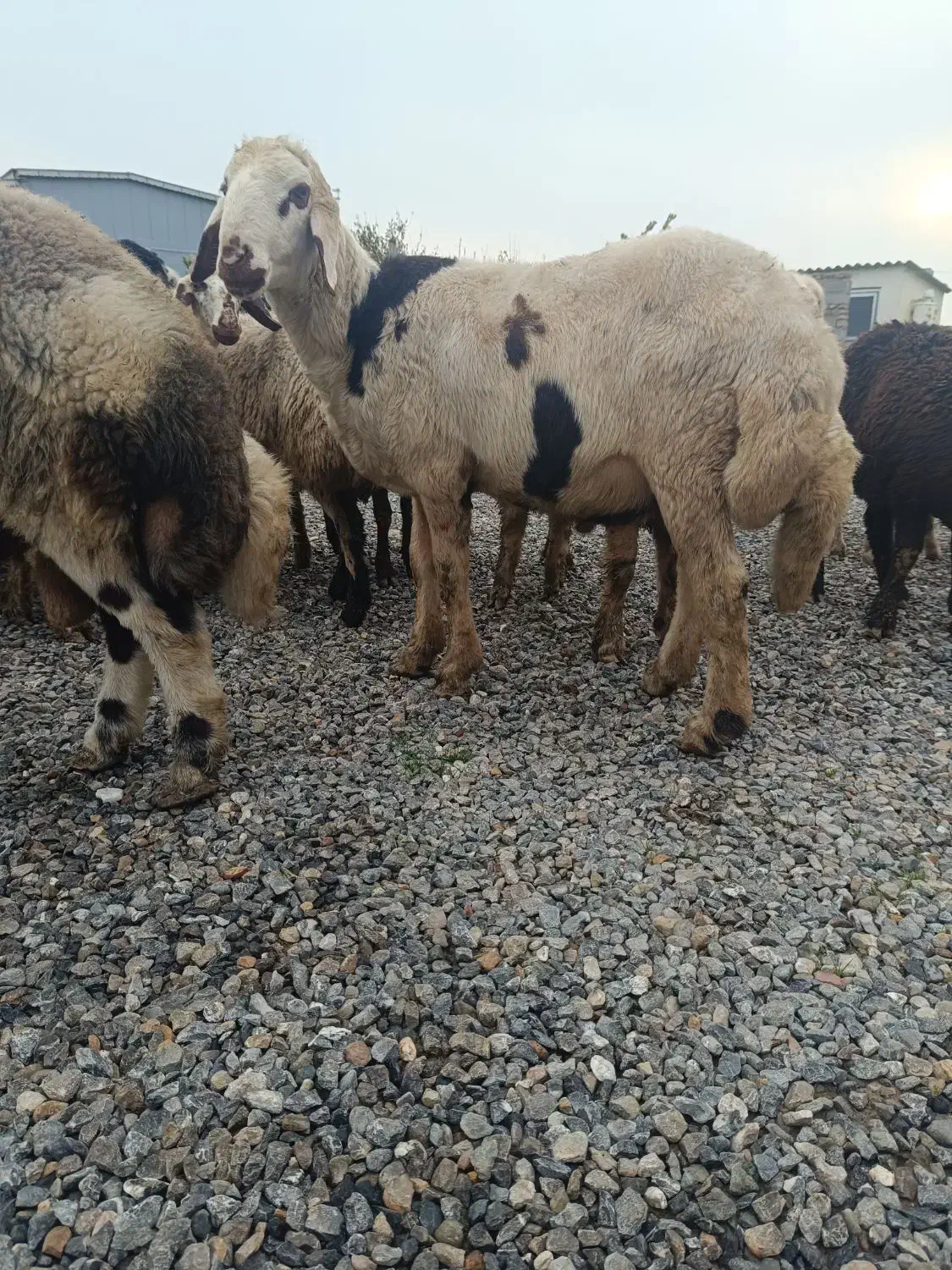 قوچ توقلی|حیوانات مزرعه|سیمین شهر, |دیوار