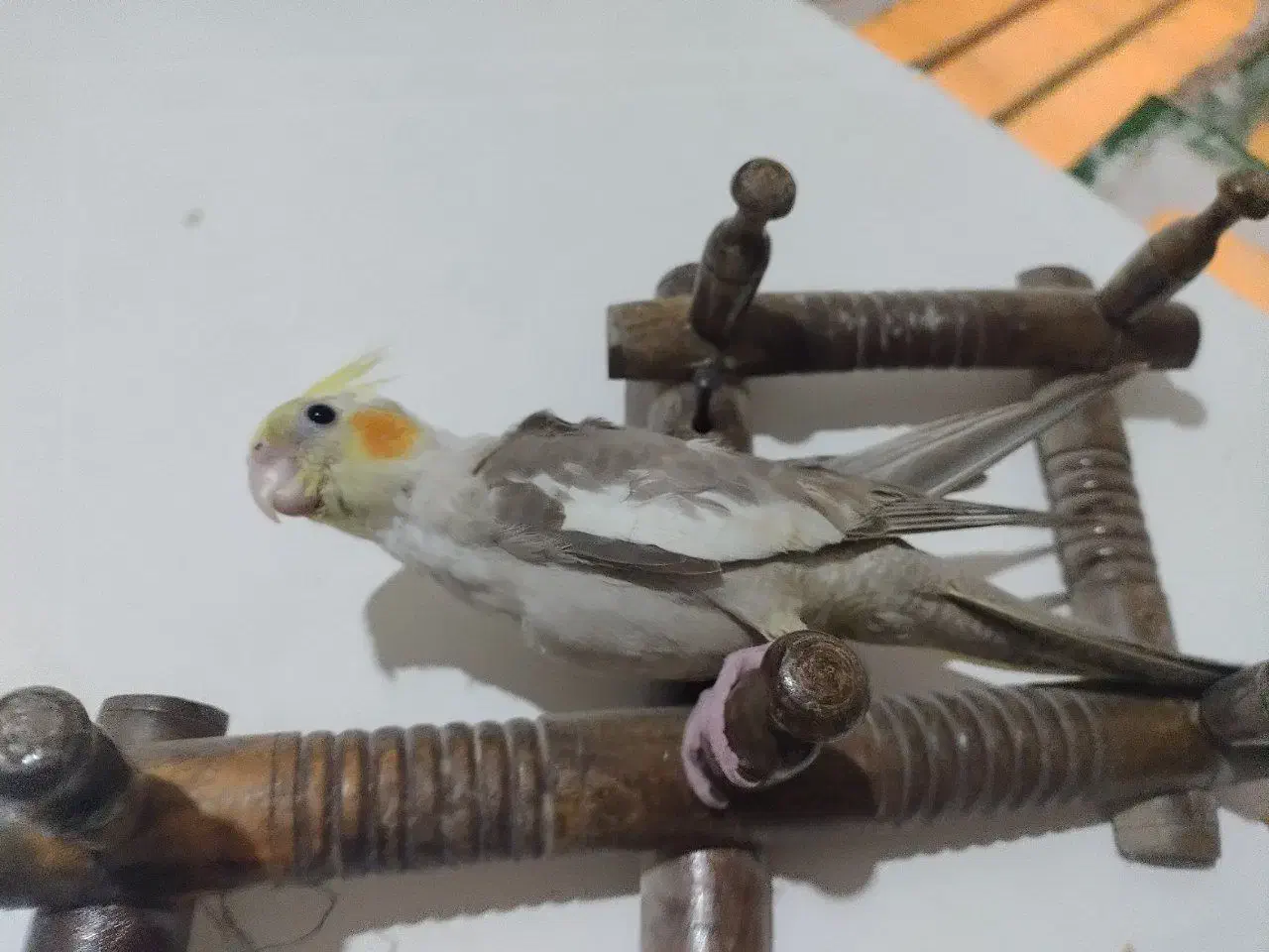 جوجه عروس هلندی .|پرنده|زابل, |دیوار