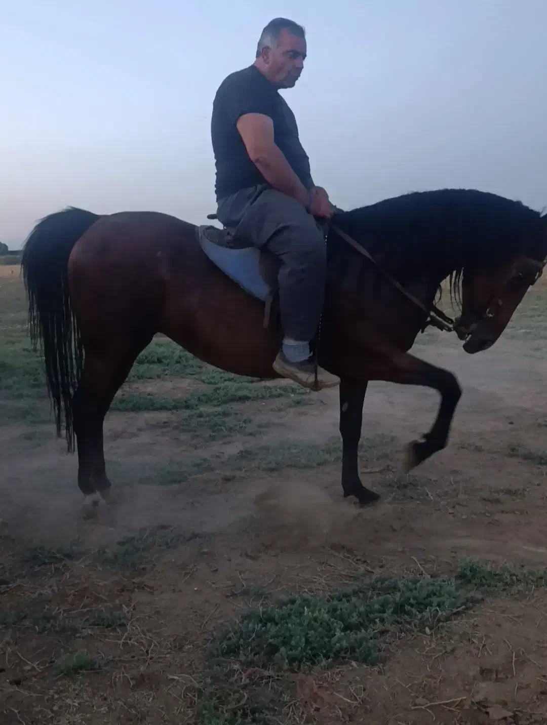 اسب|اسب و تجهیزات اسب‌سواری|میاندوآب, |دیوار