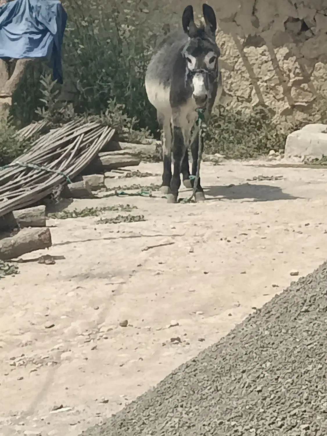 الاغ‌نر‌دوساله|حیوانات مزرعه|فلارد, |دیوار