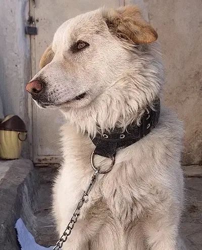 واگذاری سگ نژاد میکس نر|سگ|شیراز, کوشک میدان|دیوار