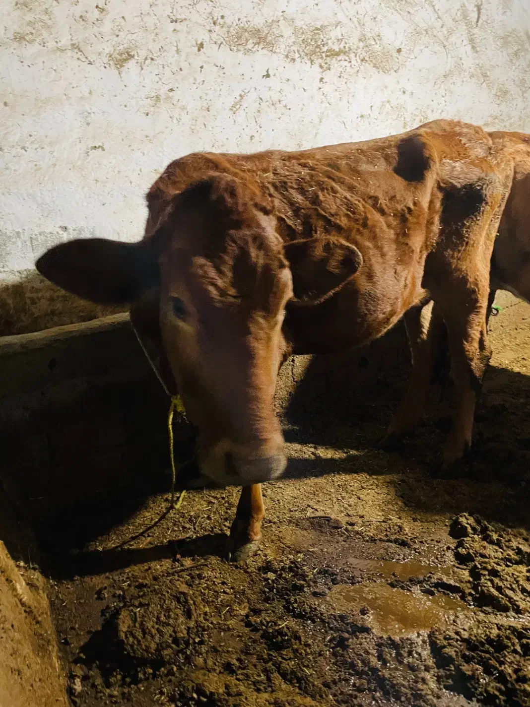 گاو|حیوانات مزرعه|پیرانشهر, |دیوار