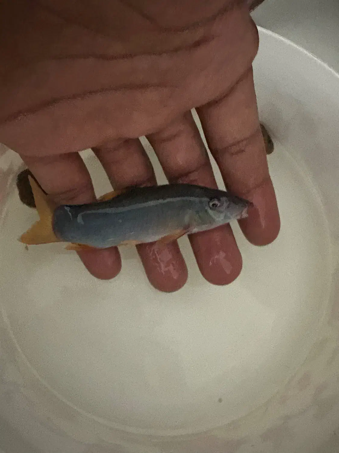 شارک رمبو دم گرمز ۹سانتی|ماهی|کامفیروز, |دیوار